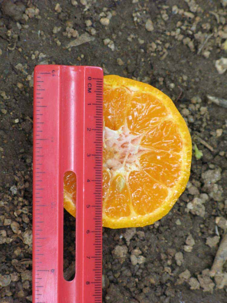              Fruit cross-section (Riverside, CA)       